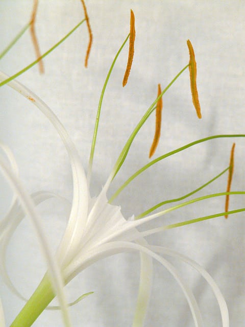 Hymenocallis caribaea
