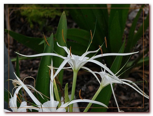 Hymenocallis caribaea