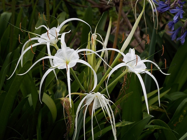 Hymenocallis caribaea