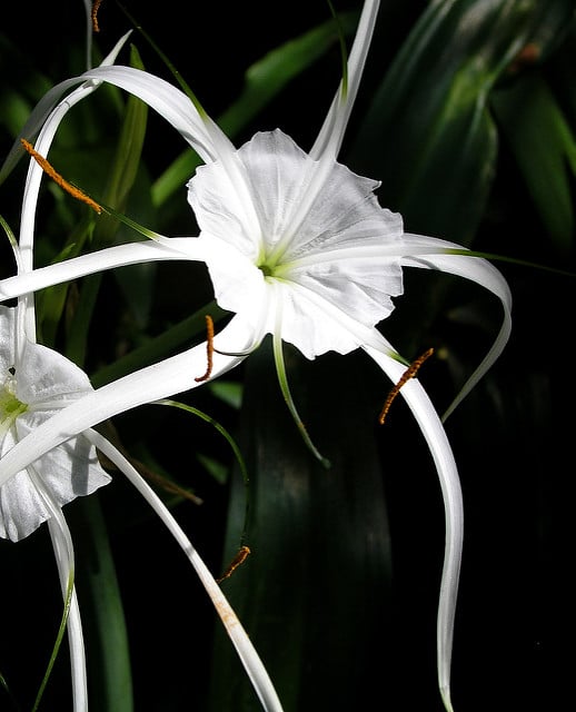 Hymenocallis caribaea