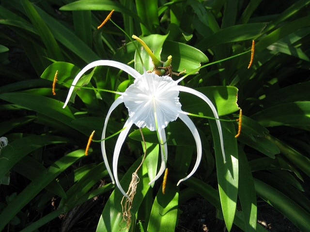 Hymenocallis latifolia (Hymenocallis latifolia)