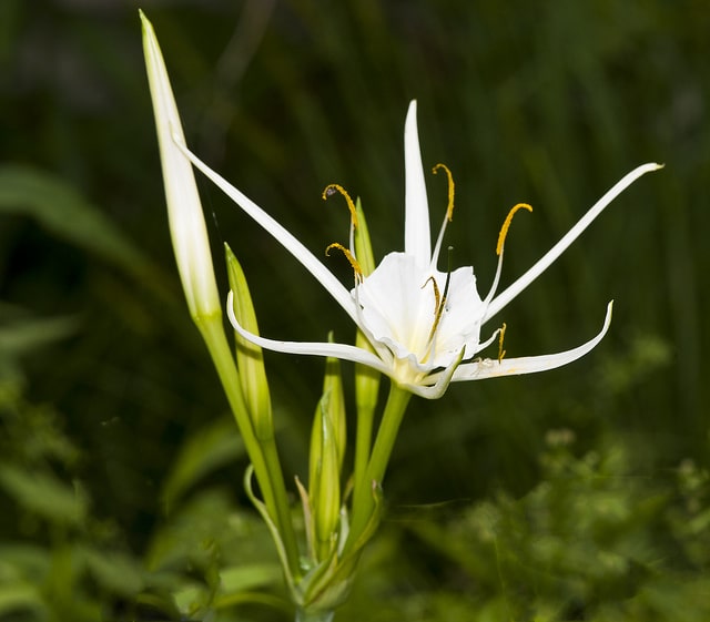 Hymenocallis liriosme (Hymenocallis liriosme)