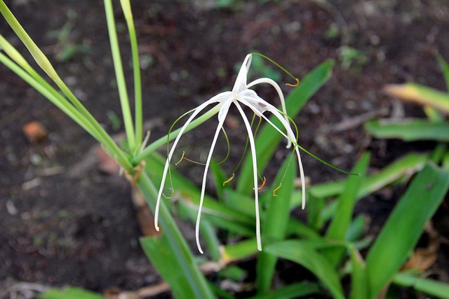 Hymenocallis littoralis
