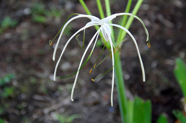 Hymenocallis littoralis