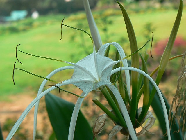 Hymenocallis littoralis
