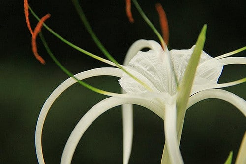 Hymenocallis littoralis