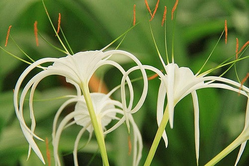 Hymenocallis littoralis