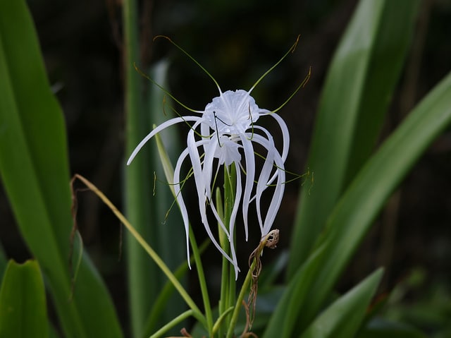 Hymenocallis littoralis (Hymenocallis littoralis)
