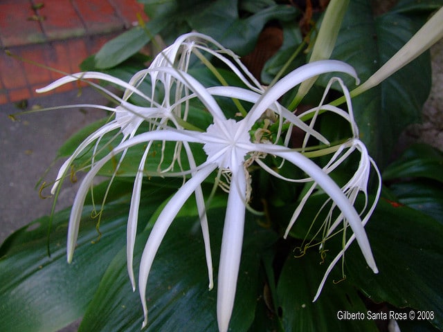 Hymenocallis speciosa