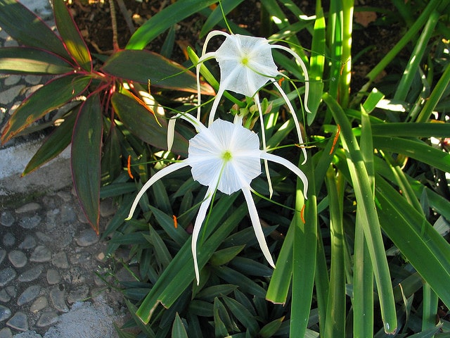 Hymenocallis speciosa
