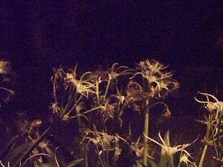 Hymenocallis speciosa