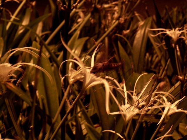 Hymenocallis speciosa
