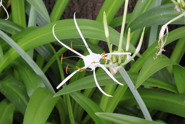 Hymenocallis speciosa