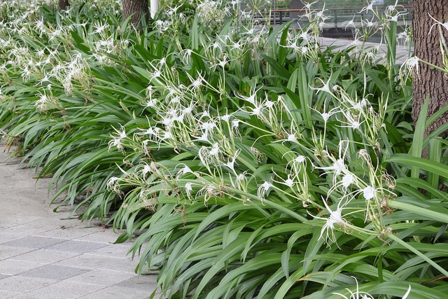 Hymenocallis speciosa (Hymenocallis speciosa)
