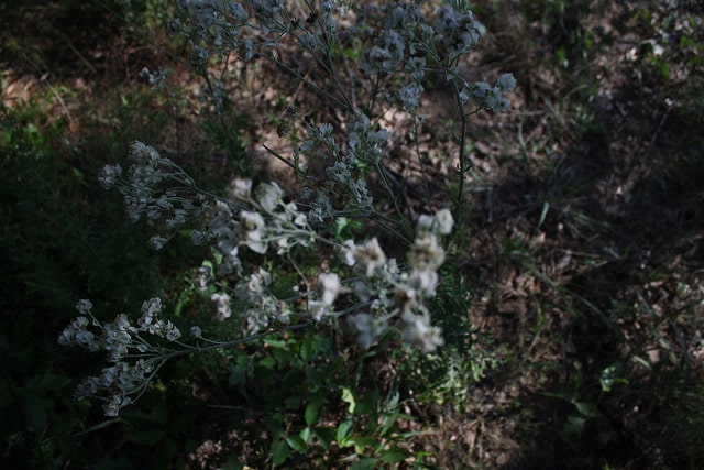 Hymenopappus artemisiifolius