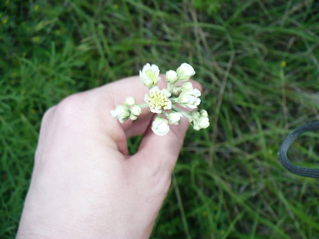 Hymenopappus scabiosaeus