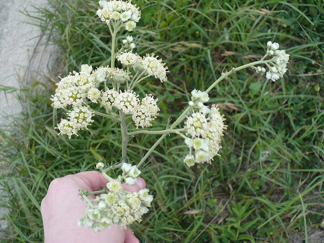 Hymenopappus scabiosaeus