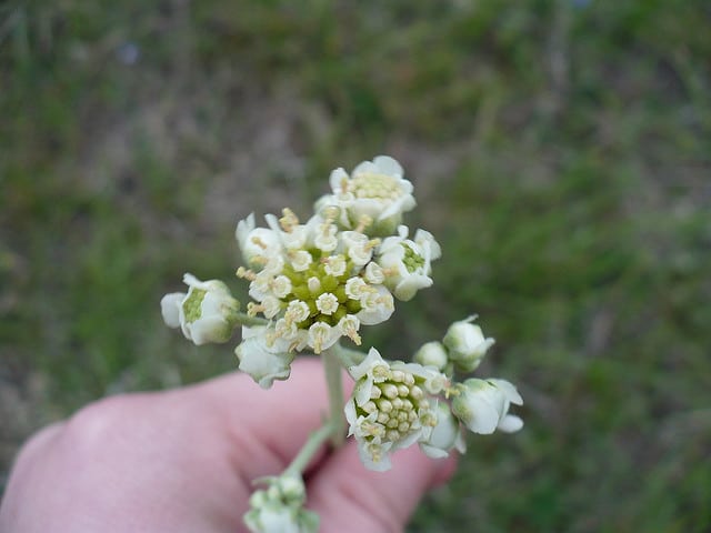Hymenopappus scabiosaeus