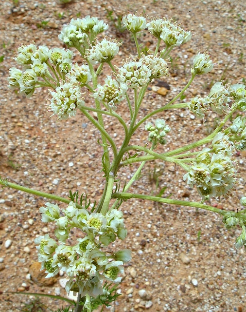 Hymenopappus scabiosaeus