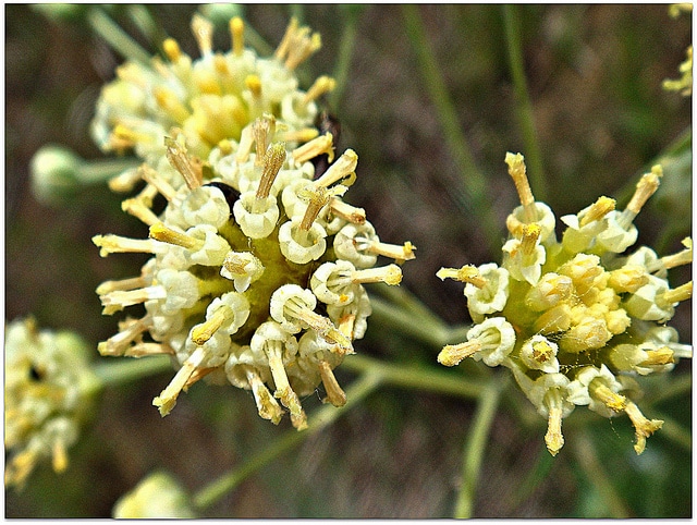 Hymenopappus scabiosaeus
