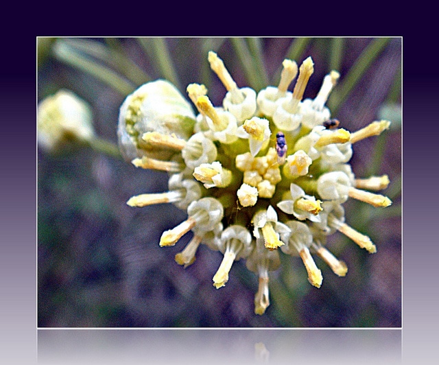 Hymenopappus scabiosaeus