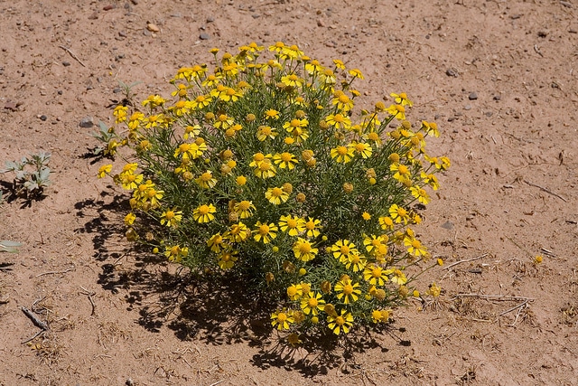 Hymenoxys odorata