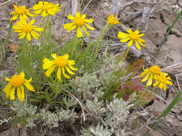 Hymenoxys richardsonii