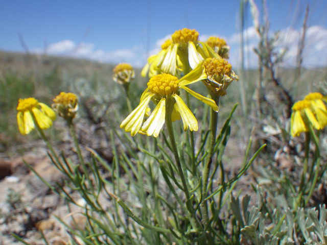 Hymenoxys richardsonii