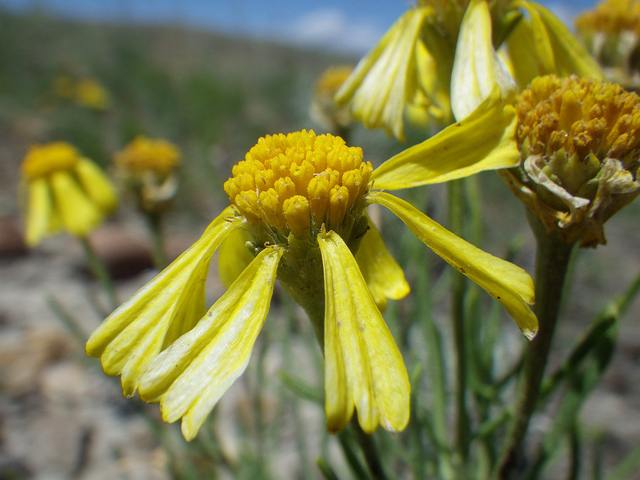 Hymenoxys richardsonii