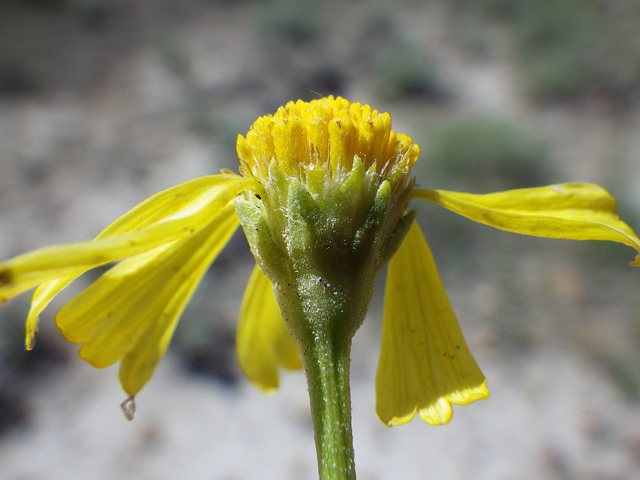 Hymenoxys richardsonii
