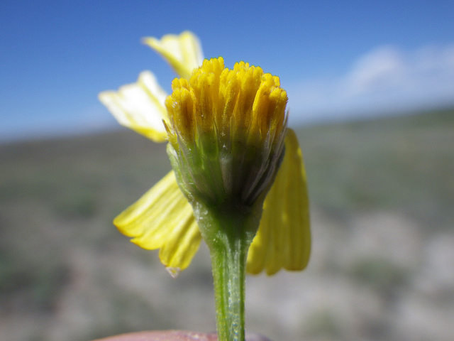 Hymenoxys richardsonii (Hymenoxys richardsonii)