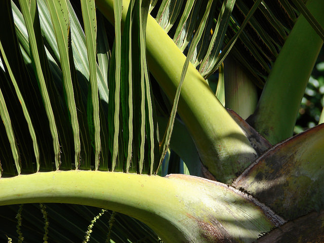 Palmier bouteille (Hyophorbe lagenicaulis)