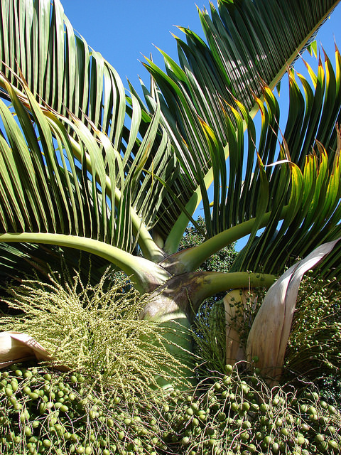 Palmier bouteille