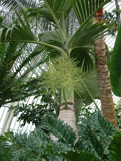 Palmier bouteille