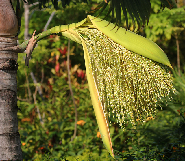 Palmiste marron (Hyophorbe verschaffeltii)