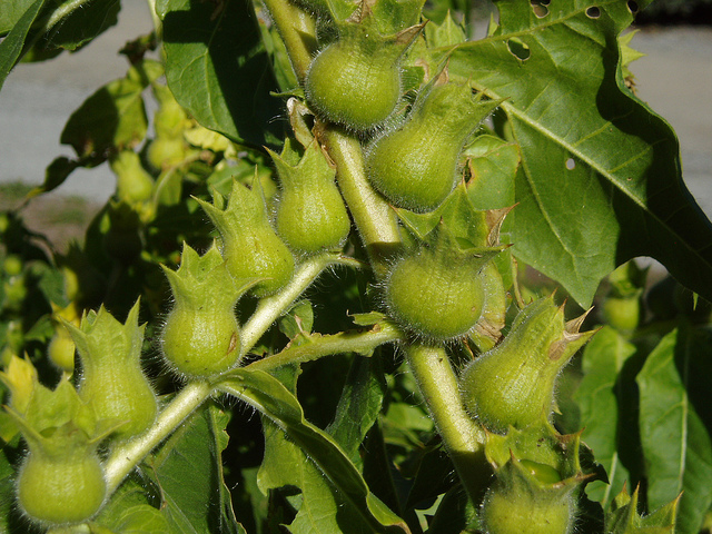 Jusquiame blanche (Hyoscyamus albus)