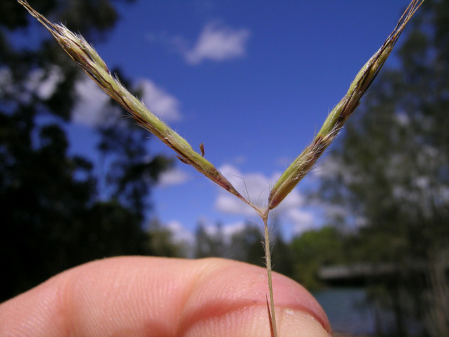 Barbon velu (Hyparrhenia hirta)