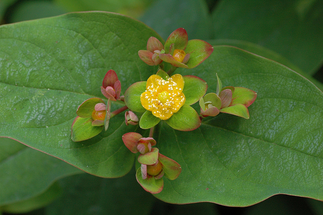 Millepertuis androsème