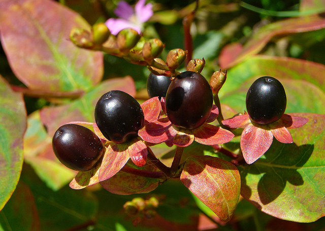 Millepertuis androsème