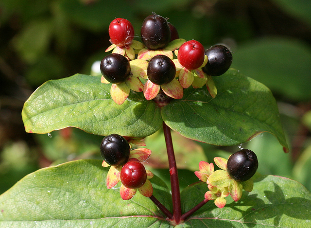 Millepertuis androsème