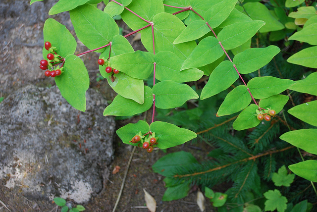 Millepertuis androsème (Hypericum androsaemum)
