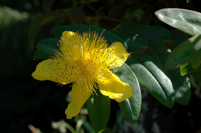 Millepertuis à grandes fleurs