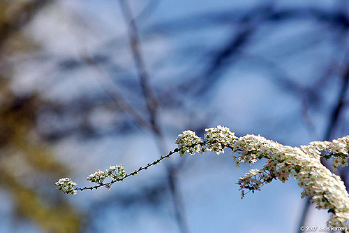 Millepertuis à grandes fleurs