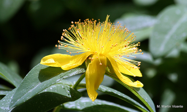 Millepertuis à grandes fleurs