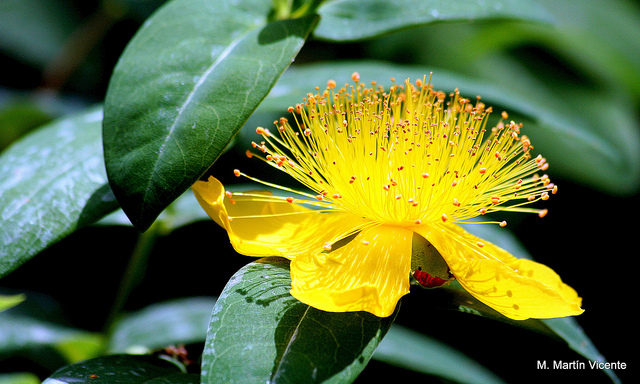 Millepertuis à grandes fleurs