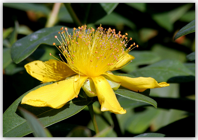 Millepertuis à grandes fleurs