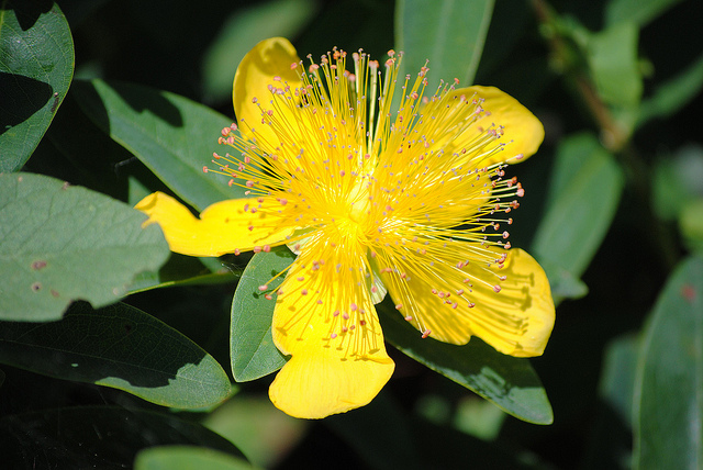 Millepertuis à grandes fleurs (Hypericum calycinum)