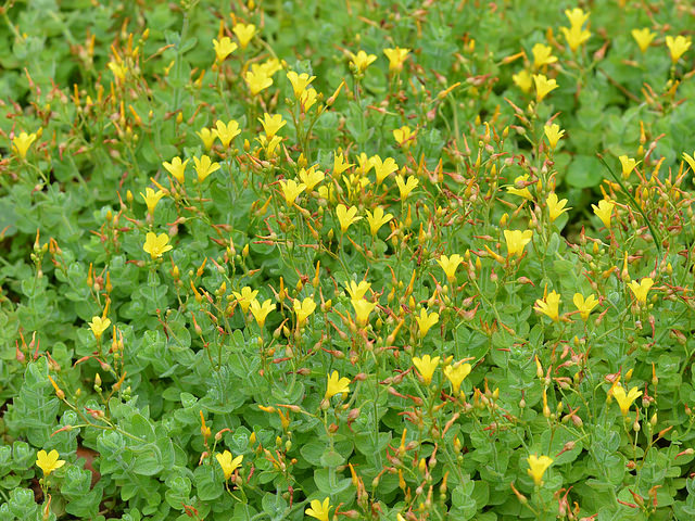 Millepertuis des marais (Hypericum elodes)