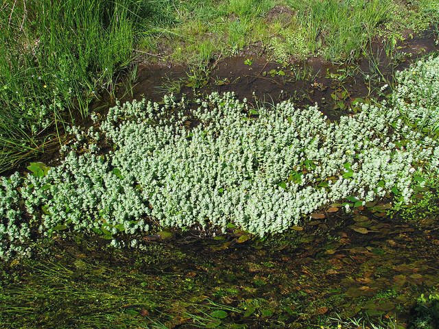 Millepertuis des marais