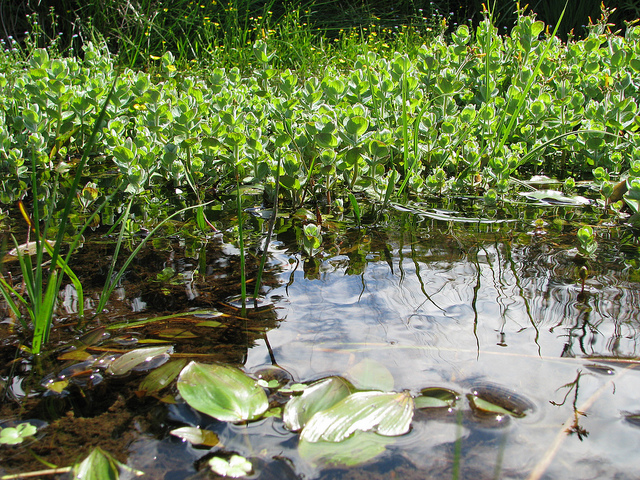 Millepertuis des marais